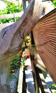 Dragonfly insect on a wood close-up