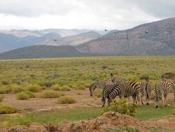 herd of zebras on safari