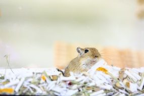 incredible Gerbil Mouse