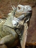 green iguana close up