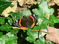 tortoise butterfly on green leaves