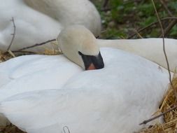 resting white swan