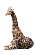 Photo of a lying giraffe