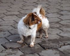 red-white dog on the pavement close-up