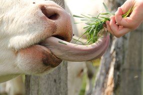 long tongue of cattle behind green grass