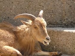 old-fashioned sheep lies near the stones