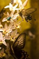 composition of flowers and butterflies