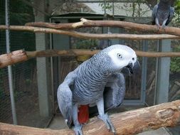 tropical Grey Parrot