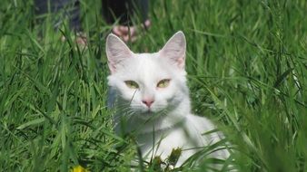 white cat among tall green grass