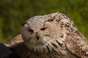 Picture of the Eagle Owl