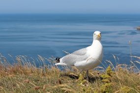 seagull in Helgoland