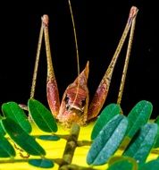 plant eating grasshopper