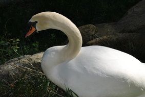 white swan on stones closeup
