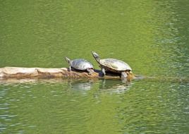 two turtles in the pond