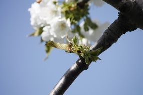 busy honeybee in spring