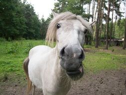 grzywa horse close up