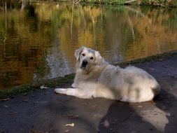 retriever lying by the water