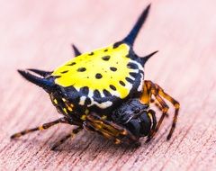 exotic spider with yellow spot