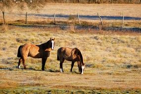 Horses on a paddlock