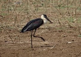 woolly necked stork in wild life