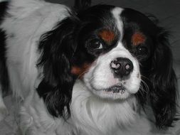 toy class Dog, Cavalier King Charles Spaniel