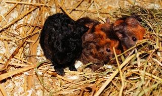 newborn guinea pigs