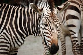 flock of striped zebras