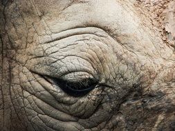 wrinkled eye of rhino