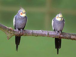 Australian Cockatiel Birds close-up on blurred background