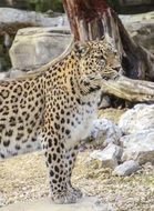 Persian leopard near the stones