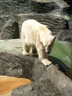 white bear on stone in zoo