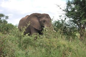 Elephant Africa South Africa