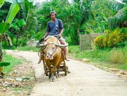 farmer rides a bull