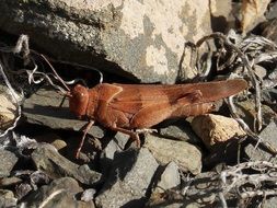brown grasshopper