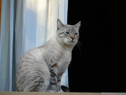 light grey gloomy cat