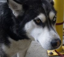 husky with different eyes