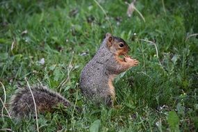 cute squirrel with peanuts in the wild