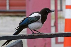 magpie Bird perched fence