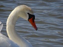 Swan bird in water