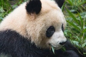 Portrait of charming Bear Panda