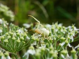 Паук Dorsata Arachne