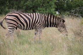 zebra in tall grass in nature of a africa