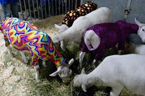 Sheep are dressed in flowered capes