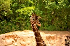 portrait of a brown giraffe