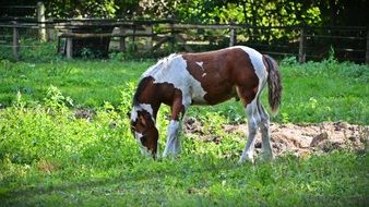 Horse Foal