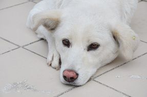 cute white dog lying on the floor