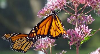 Monarch butterfly on a umbrella flower