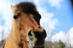 portrait of a domestic brown horse