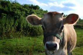 Domestic Cow on a Livestock