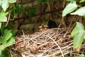 blackbird in a nest among thickets